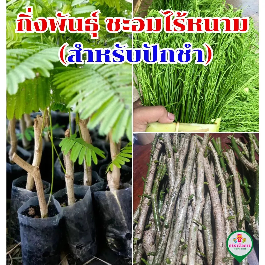 กิ่งพันธุ์ ชะอมไร้หนาม  (สำหรับปักชำ)