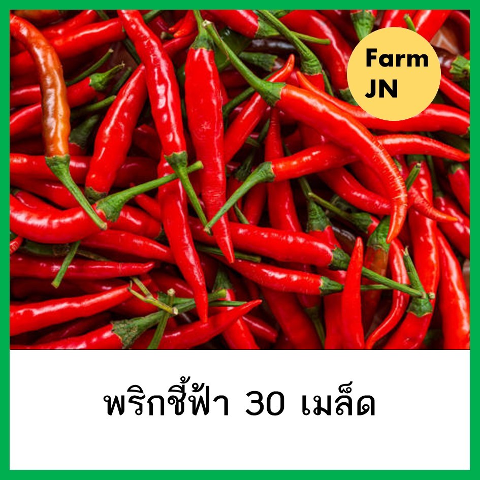 เมล็ดพริกชี้ฟ้า เมล็ดผัก 5 บาท เมล็ดพันธุ์จาก FarmJN