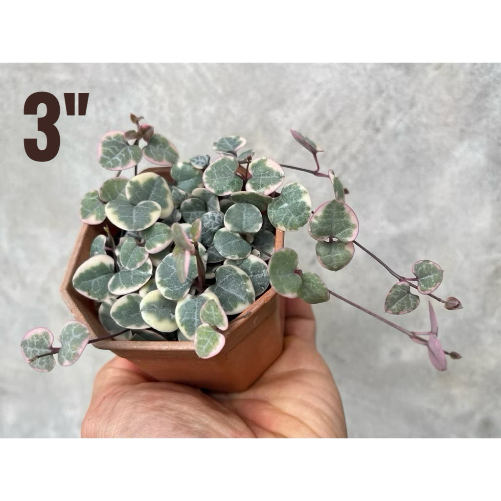 ต้นสายป่านในดวงใจด่าง  กระถาง 3“ นิ้ว Ceropegia linearis ssp. Woodii (variegated)