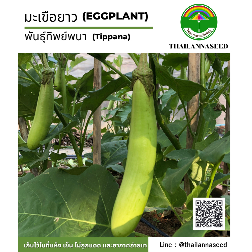 เมล็ดพันธุ์ผักสวนครัว มะเขือยาว พันธุ์ทิพย์พนา จำนวน 100 เมล็ด รหัสสินค้า ( 6049 )