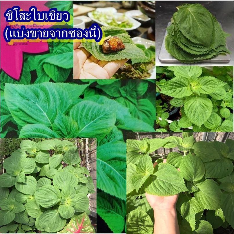 400+ เมล็ด เมล็ดชิโสะใบเขียว (ปลูกง่าย โตเร็ว ชอบน้ำชอบแดด ใบสีเขียว ใบมีกลิ่นหอมฉุน นิยมนำส่วนใบและเมล็ดมารับประทาน)