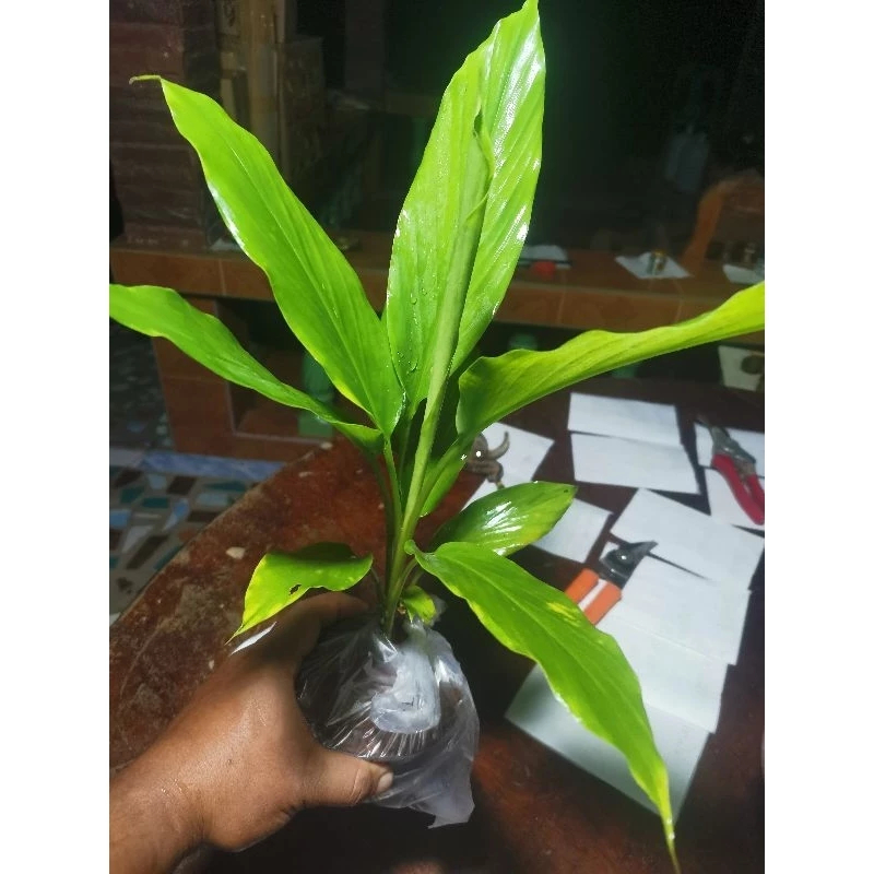 ต้นขมิ้นแกง ขมิ้นชัน ส่งทั้งถุงชำ ขนาดต้น 30-40ซม. ต้นสวยแข็งเเรงพร้องลงปลูก