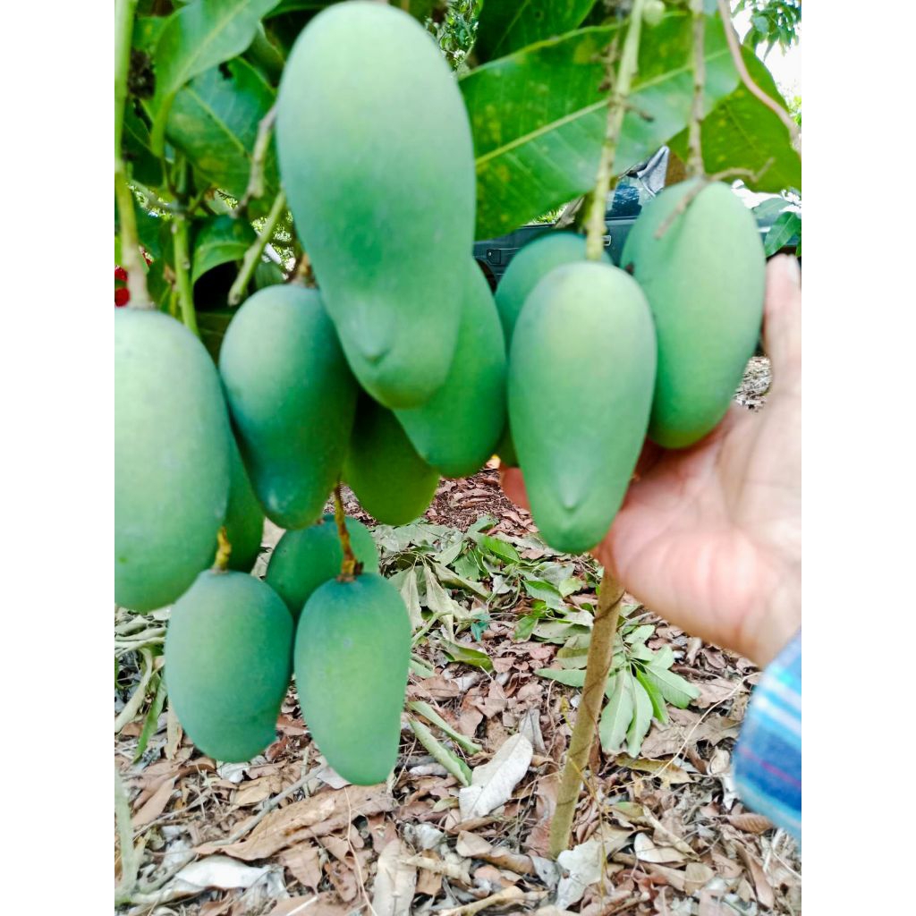 มะม่วงทองดำ( เขียวมรกต ) 4 กิโล เก็บสดๆจากสวน คัดพิเศษ จากเกษตรกรภาคเหนือ