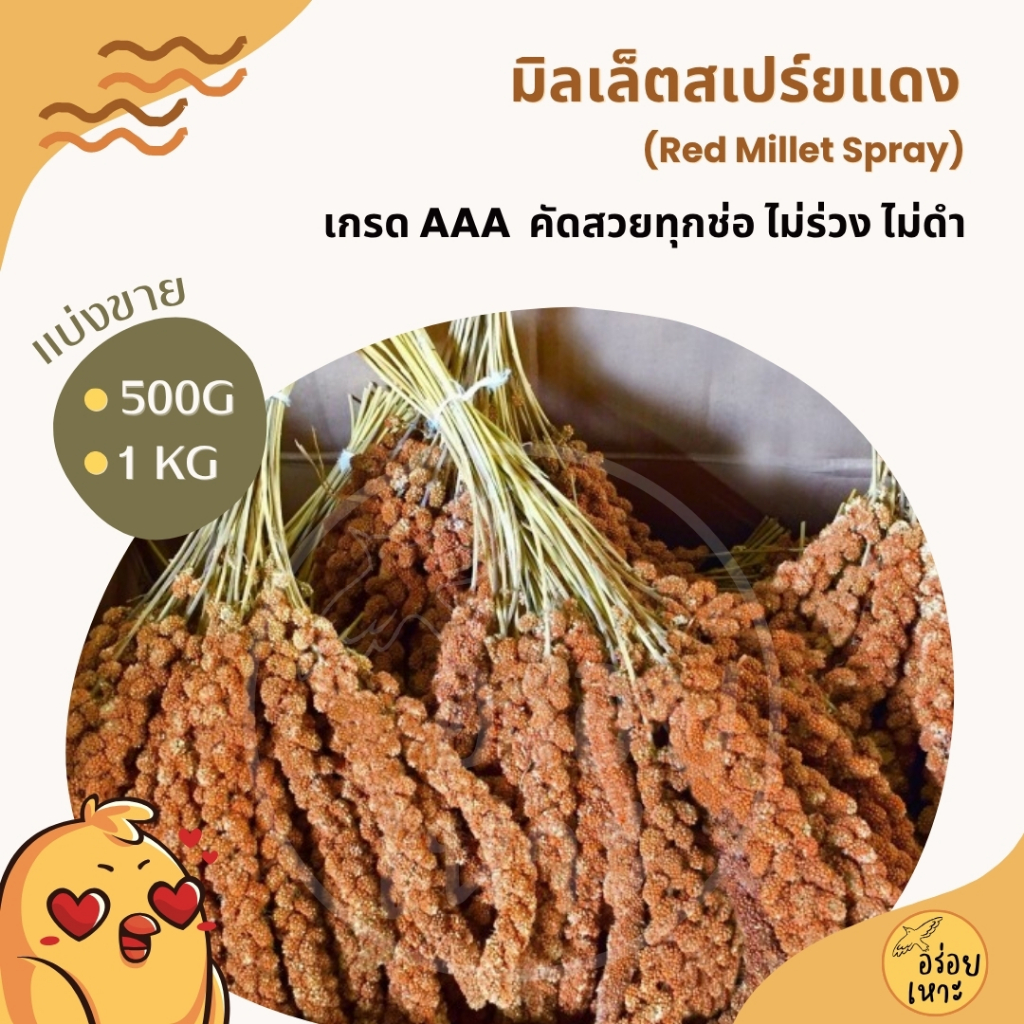 มิลเล็ตสเปรย์แดง อาหารนกแก้ว หนูแฮมสเตอร์ และสัตว์ฟันแทะ Red Millet Spray (แบ่งขาย 500G / 1KG)