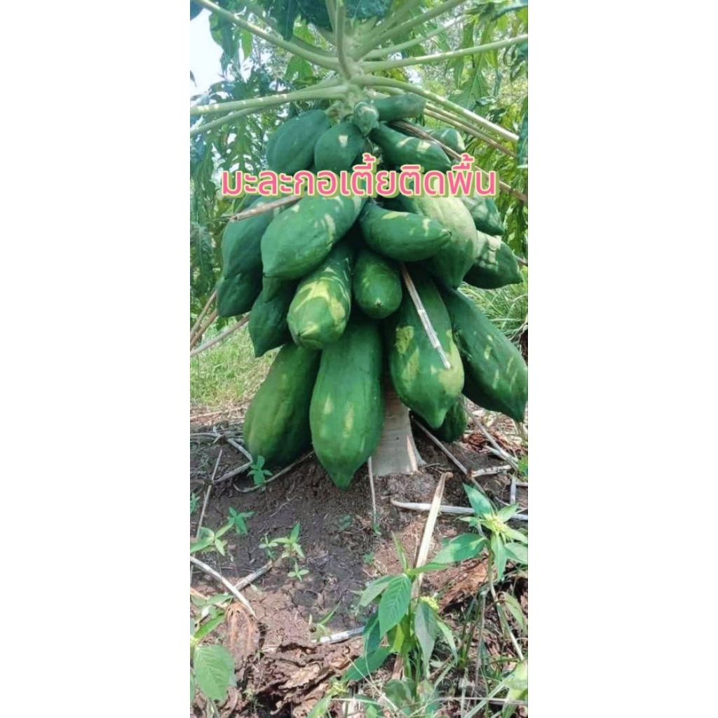 ต้นมะละกอเตี้ยติดพื้น1ต้นถุงดำเล็กเหมาะตำส้ม🪴