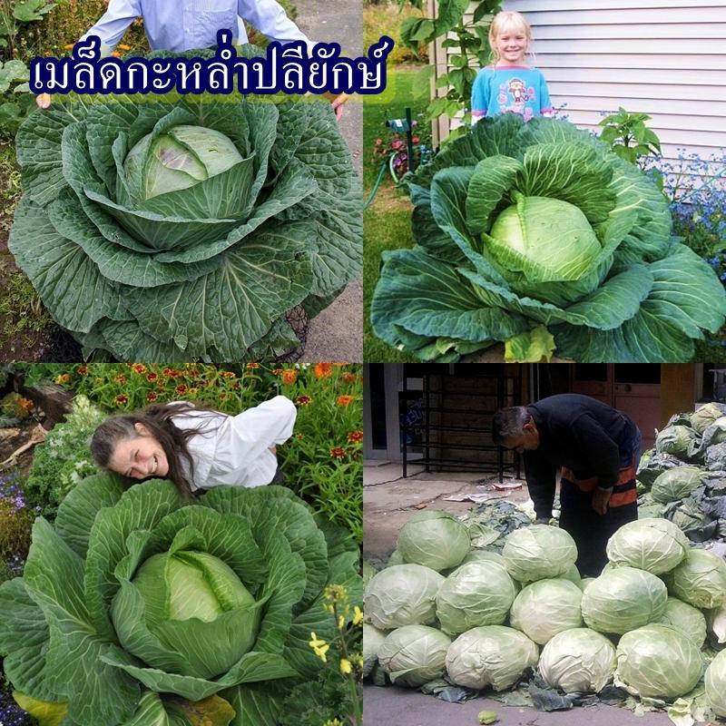 100+ เมล็ด เมล็ดกะหล่ำปลียักษ์ (หัวใหญ่ ห่อหัวแน่น รสชาติดี หวานกรอบอร่อย ความใหญ่ขึ้นกับความสมบูรณ์ และสภาพอากาศ)