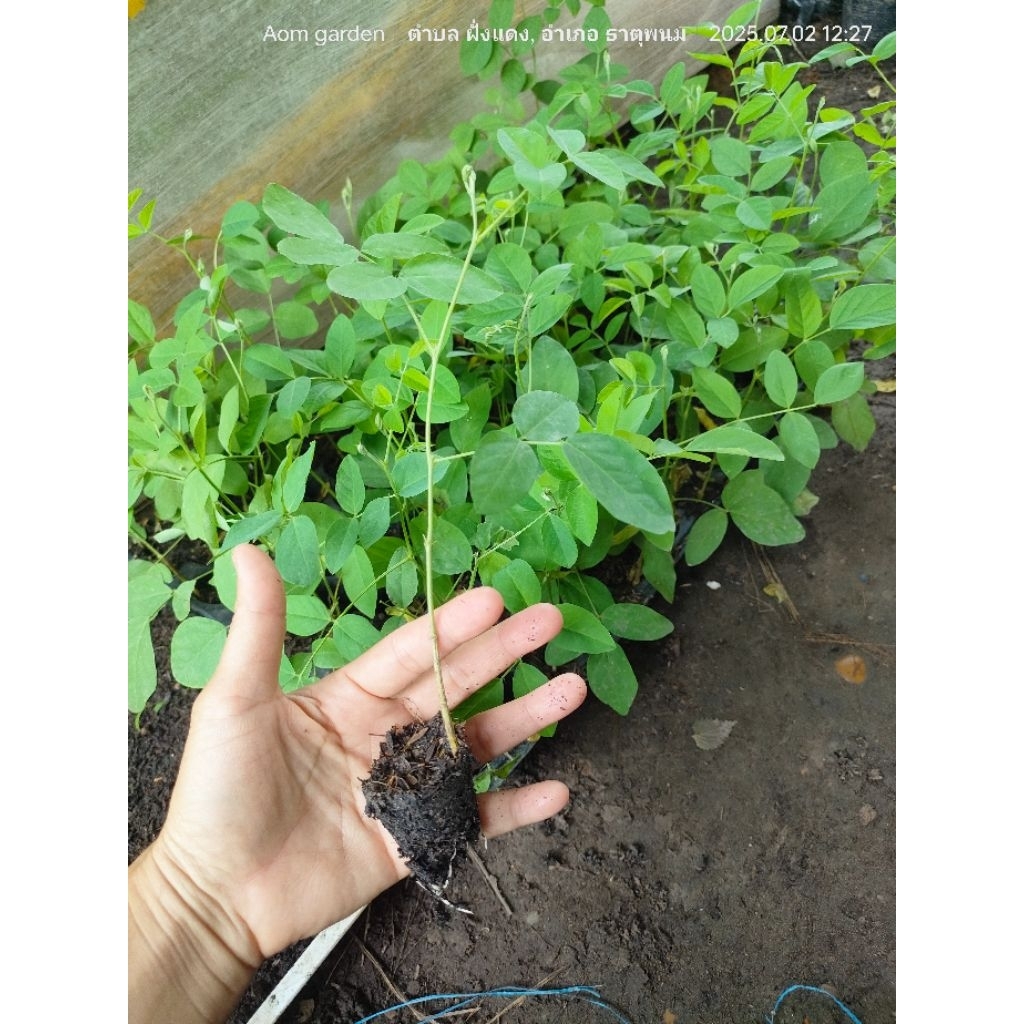ต้นกล้าอัญชันต้นละ 10บาท ม่วง5ชั้นเทพพระรัตน์ไพรินท์63 ต้นกล้าที่ถุกที่สุด