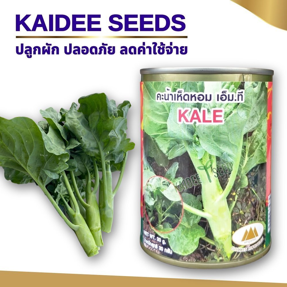 เมล็ดคะน้าเห็ดหอม เอ็ม.ที Chinese Klie ตราภูเขาทอง ขนาด30กรัม เมล็ดพันธุ์คะน้าเห็ดหอม เมล็ดพันธุ์ผัก