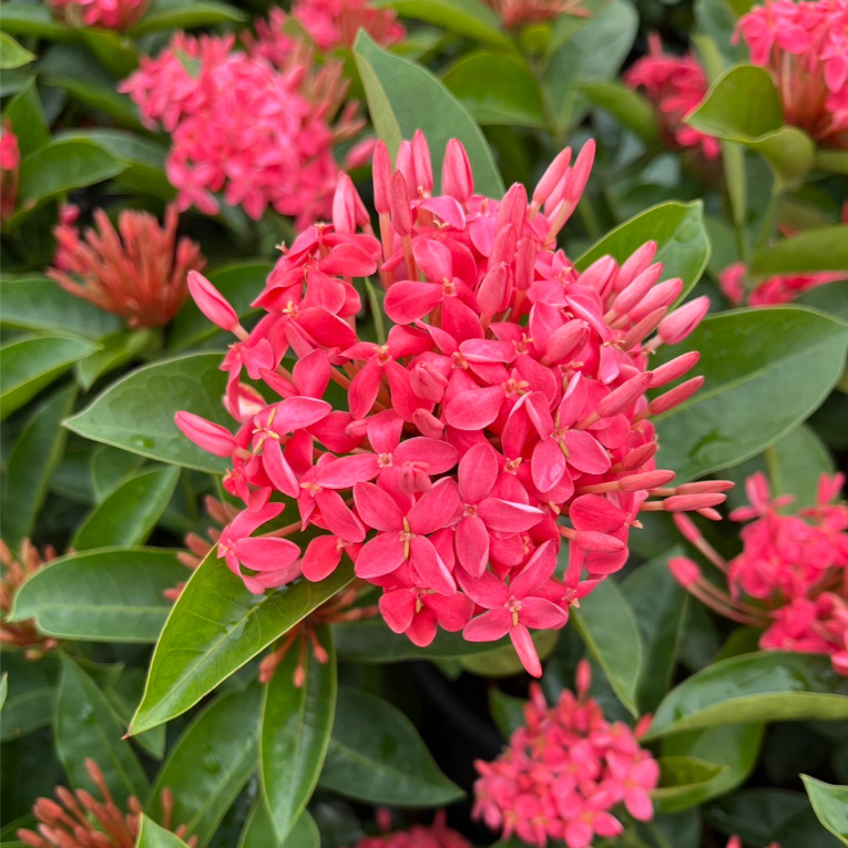 เข็มเศรษฐีดอกสีชมพู สีสันสดใส ดูแลง่ายมาก Pink Ixora, Jungle Flame