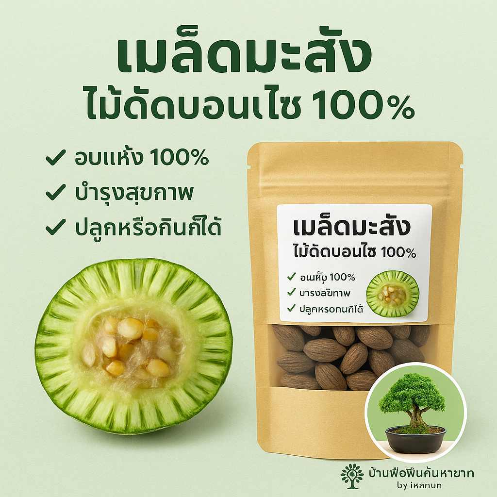 28. เมล็ดมะสัง,เมล็ดกะสัง ไม้ดัดบอนไซ 100% | ปลูกง่าย กินได้ | สมุนไพรบำรุงร่างกาย | คัดพิเศษจากชุมชน100 เมล็ด