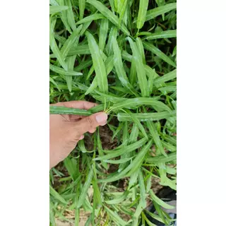ตราลูกโลก เมล็ดผักบุ้งนัมเบอร์วัน ขนาด 1000 กรัม Morning glory เมล็ดพันธุ์ผัก ผักสวนครัว ผักซอง