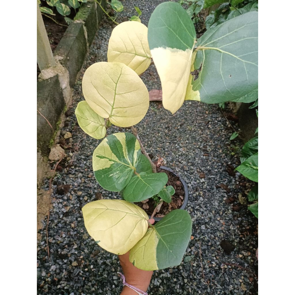 องุ่นทะเลด่าง(Sea grape variegated) ราคา ถูกที่สุด ดีลบีเคเค