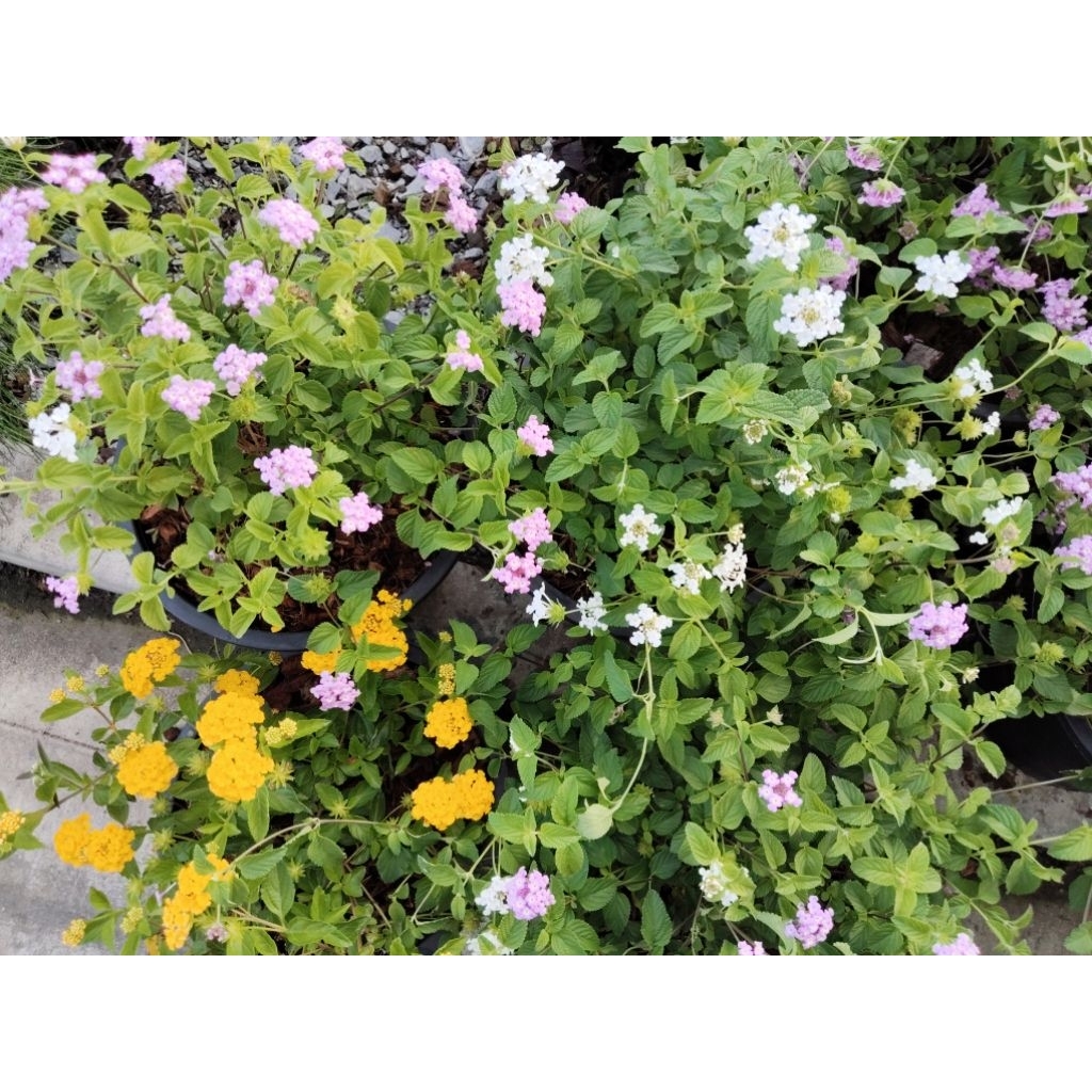 ผกากรองดอกหอม พันธุ์ใหม่แบบเลื้อย Lantana camara L. มี 3 สี ม่วง ขาว เหลืองกลิ่นเลมอน