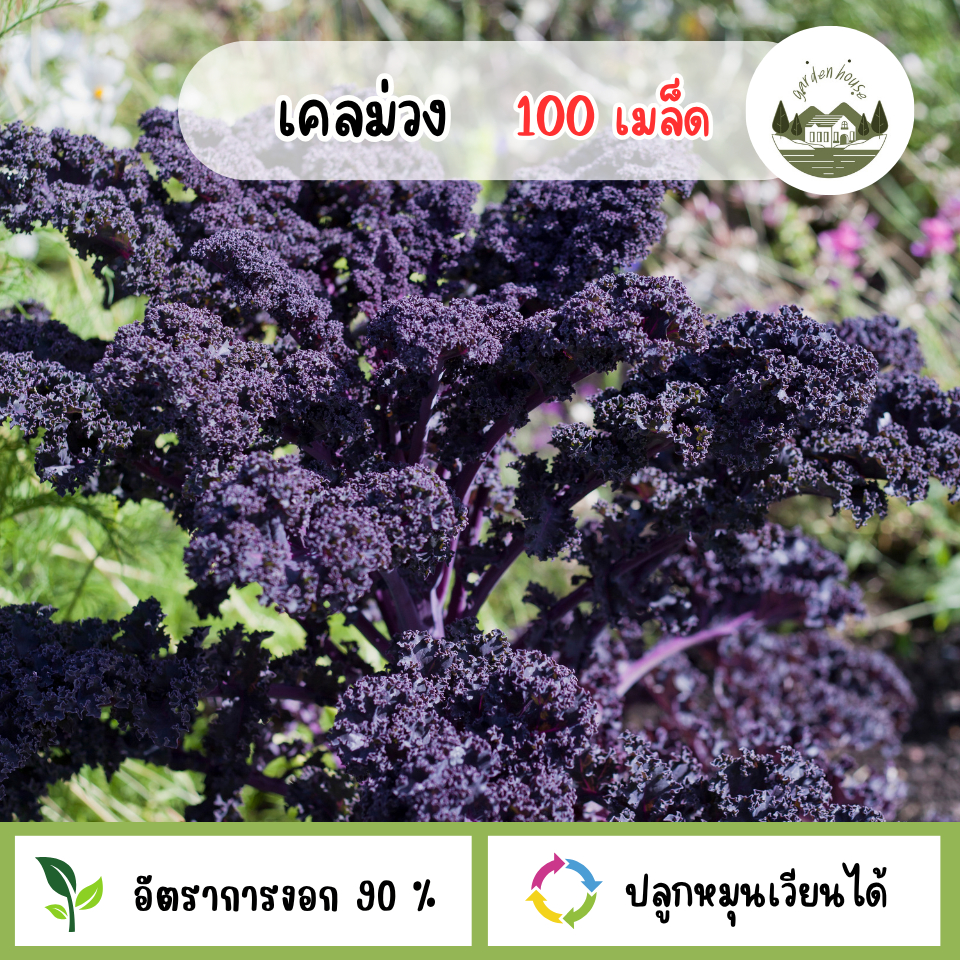 เมล็ดพันธุ์ผักเคลสีม่วง 100 เมล็ด