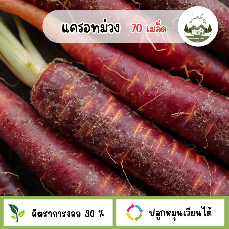 เมล็ดแครอทม่วง 70 เมล็ด
