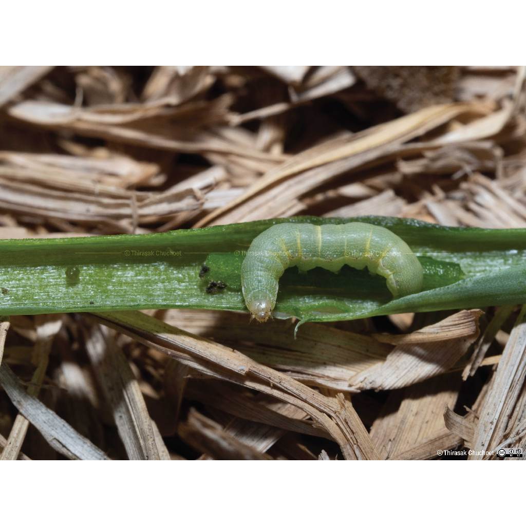 อะบาเมกติน 1.8% อีซี น้ำใส***ขายยกลัง12ขวด** สูตรเย็น ขนาด 1 ลิตร สำหรับกำจัดเพลี้ย หนอน และแมลง หลากหลายชนิด - รูปที่ 3