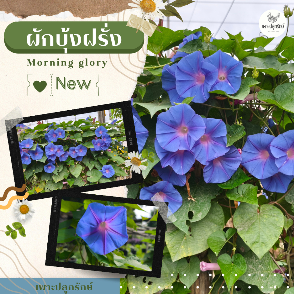 ต้นผักบุ้งฝรั่ง / Morning Glory ไม้เลื้อย ดอกสวย กระถาง 8 นิ้ว