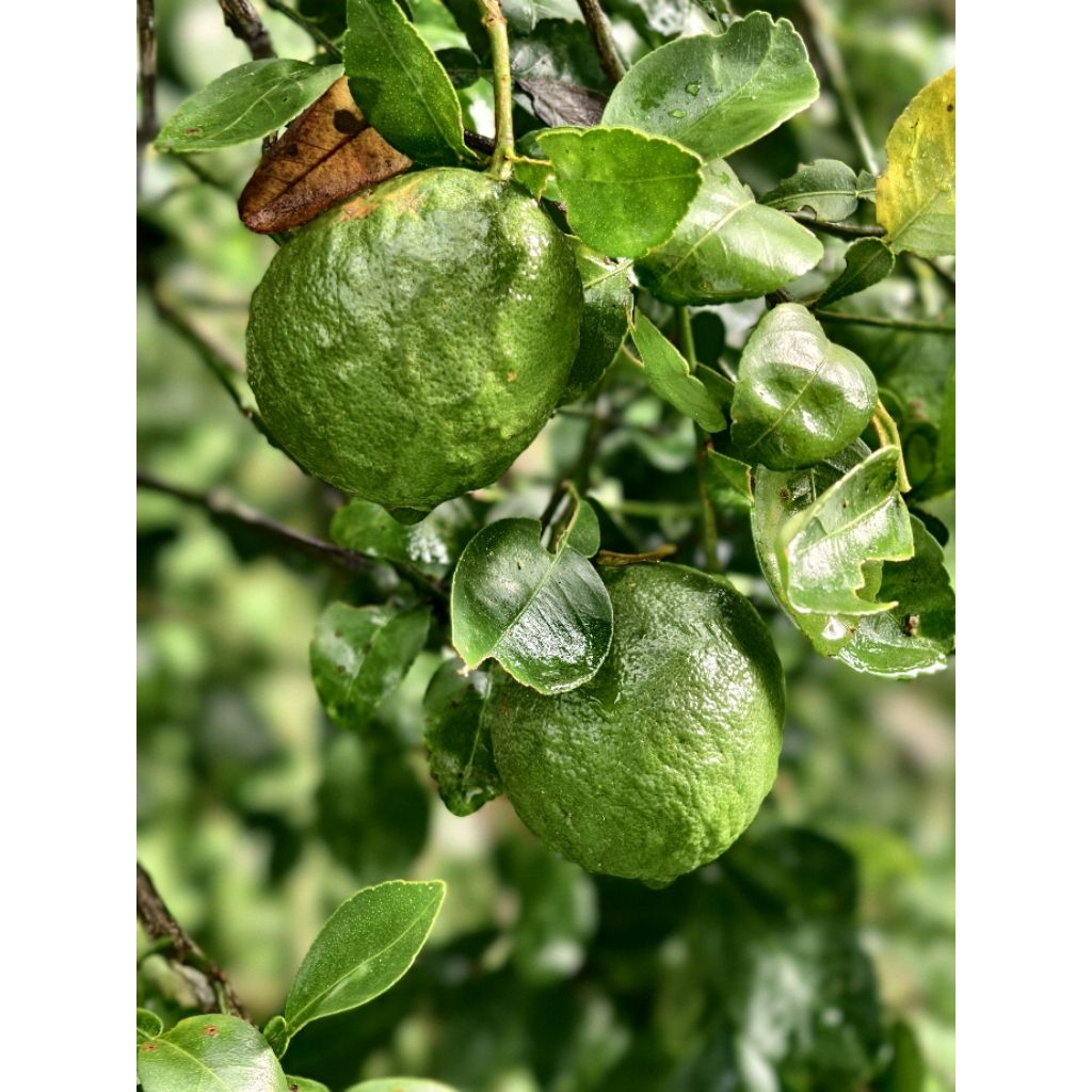 📣ส้มซ่า คัดไซส์ ผลเขียวๆ แถมทุกออเดอร์(ลูกแถมไม่ห่อโฟม) ผิวสวย เก็บสดใหม่จากต้น (ประมาณ 8 ลูก/โล สั่งขั้นต่ำ 2 โลครับ)​