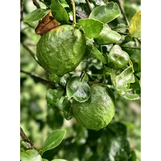 📣ส้มซ่า คัดไซส์ ผลเขียวๆ แถมทุกออเดอร์(ลูกแถมไม่ห่อโฟม) ผิวสวย เก็บสดใหม่จากต้น (ประมาณ 8 ลูก/โล สั่งขั้นต่ำ 2 โลครับ)​