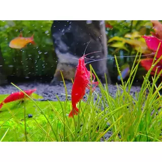 อาหารกุ้ง โปรตีน38% คาร์กิล แบ่งบรรจุ กลิ่่นหอม โตเร็ว โปรตีนสูง