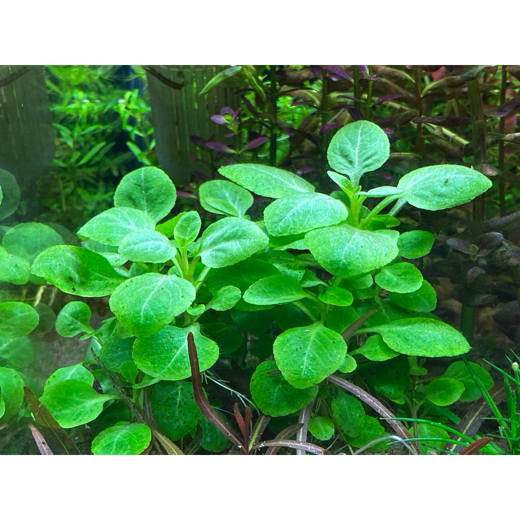 ต้นไม้น้ำ โลบีเลียแคระ Lobelia cardinalis Mini