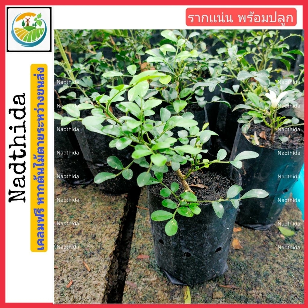 Nadthida ต้นเเก้วเเคระ อินโด กล้าไม้พร้อมปลูก เเก้วเเคระ ตระกูลเดียวกับ ต้นเเก้ว