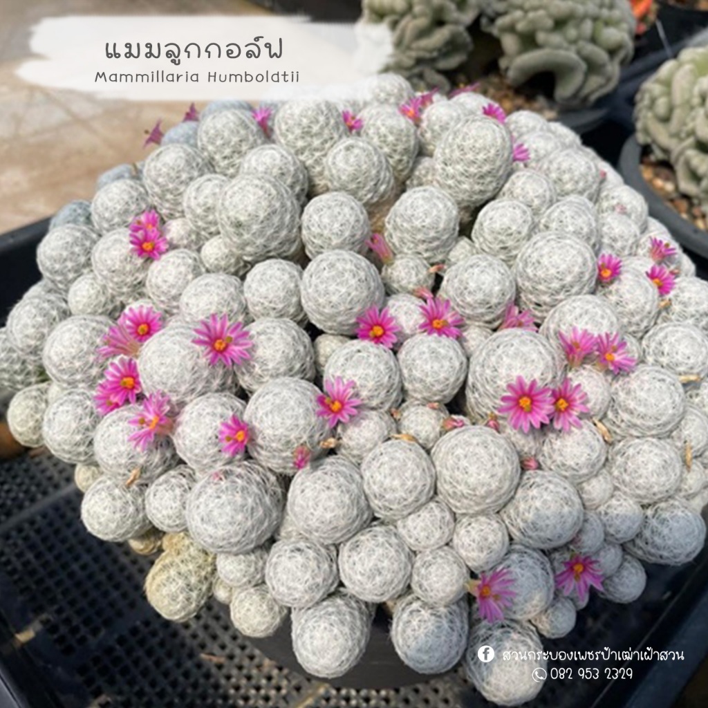 แมมลูกกอล์ฟ Mammillaria Humboldtii ดอกสีชมพูเข้ม ขนแน่น ฟอร์มสวย แคคตัส