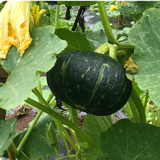 เมล็ดพันธุ์ ฟักทองญี่ปุ่น มิโดริบิวตี้ Midori Beauty Kabocha Squash F1 5 เมล็ด คุณภาพดี ของแท้ 100%