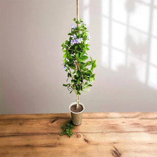 กิ่งตอนแก้วเจ้าจอม 4+6 พันธุ์ 10 ใบ สูง 60-80 cm.