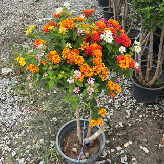 ผกากรองแฟนซี เสียบยอด มีหลายสีในต้น สวยมากๆ Lantana camara, tick berry