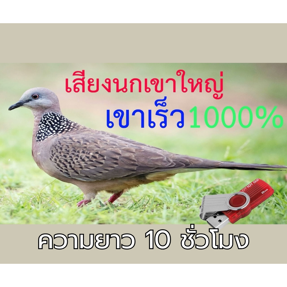 เสียงนกเขาใหญ่ เสียงต่อนกเขาใหญ่ เข้าเร็ว1000% ความยาวของเสียงเล่นได้ต่อเนื่องไม่มีหมด วนไปเรื่อยๆจนกว่าจะปิด