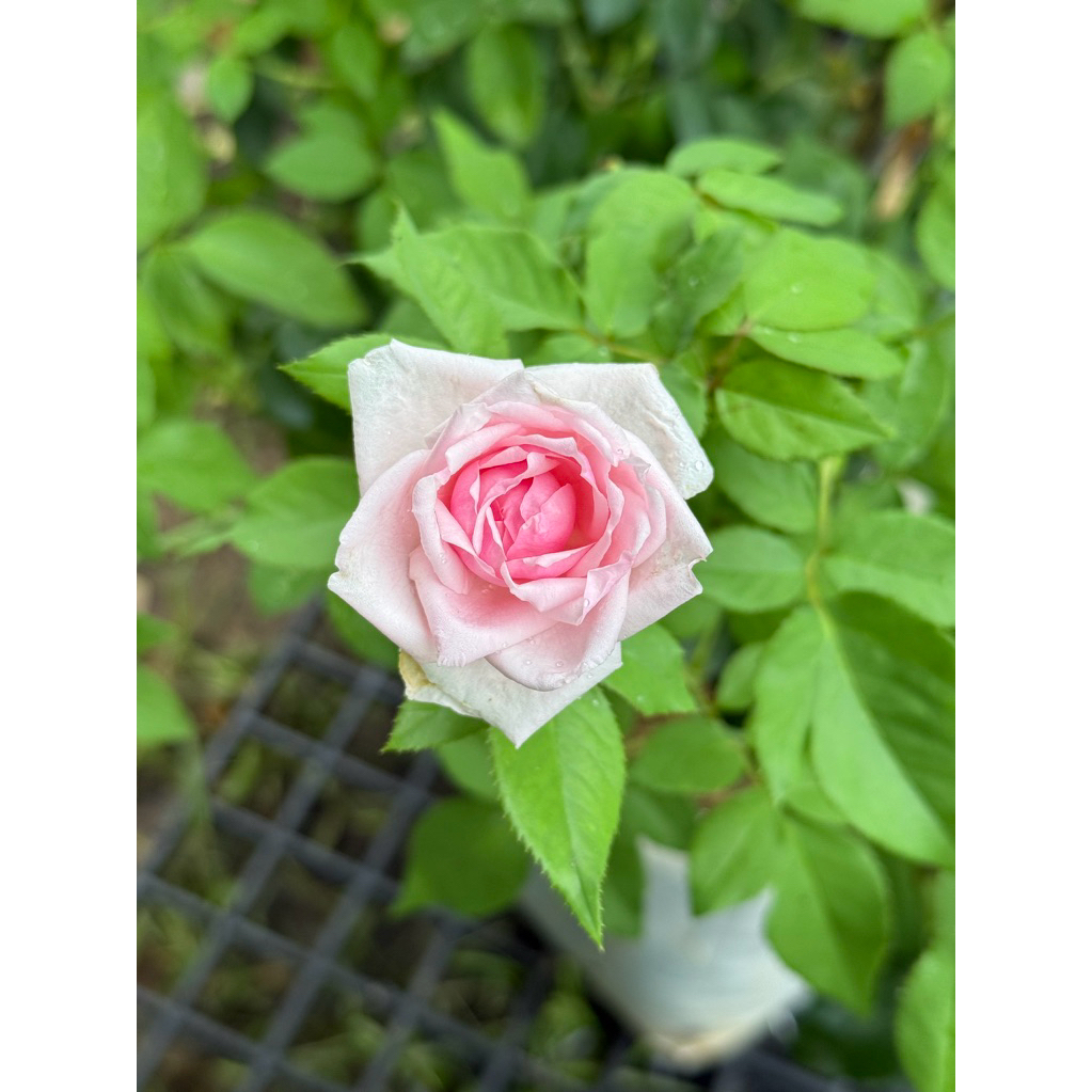 ชากุหลาบออร์แกนิค กลีบดอกกุหลาบแห้ง พันธุ์ Bishop's Castle จากอังกฤษ 10 กรัม