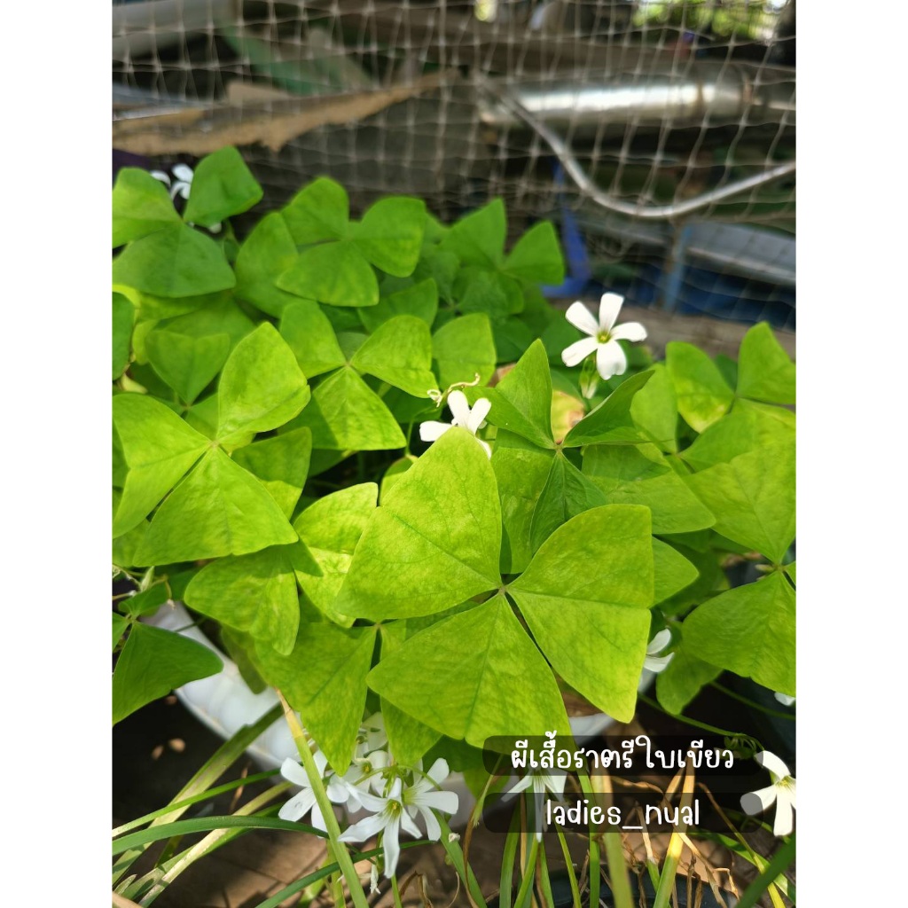 Oxalis triangularis ใบสีเขียวดอกสีขาว ในถุงเพาะชำพร้อมลงกระถาง