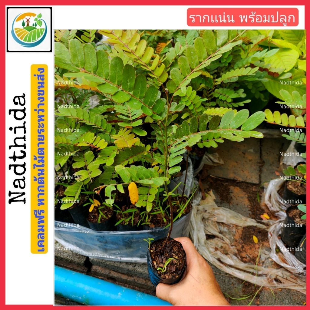 Nadtida ต้นกัลปพฤกษ์  ต้นไม้ตาย ระหว่างขนส่งเคลมฟรี  กัลปพฤกษ์ไม้มงคล ต้นไม้ตาย ระหว่างขนส่ง เคลมฟรี