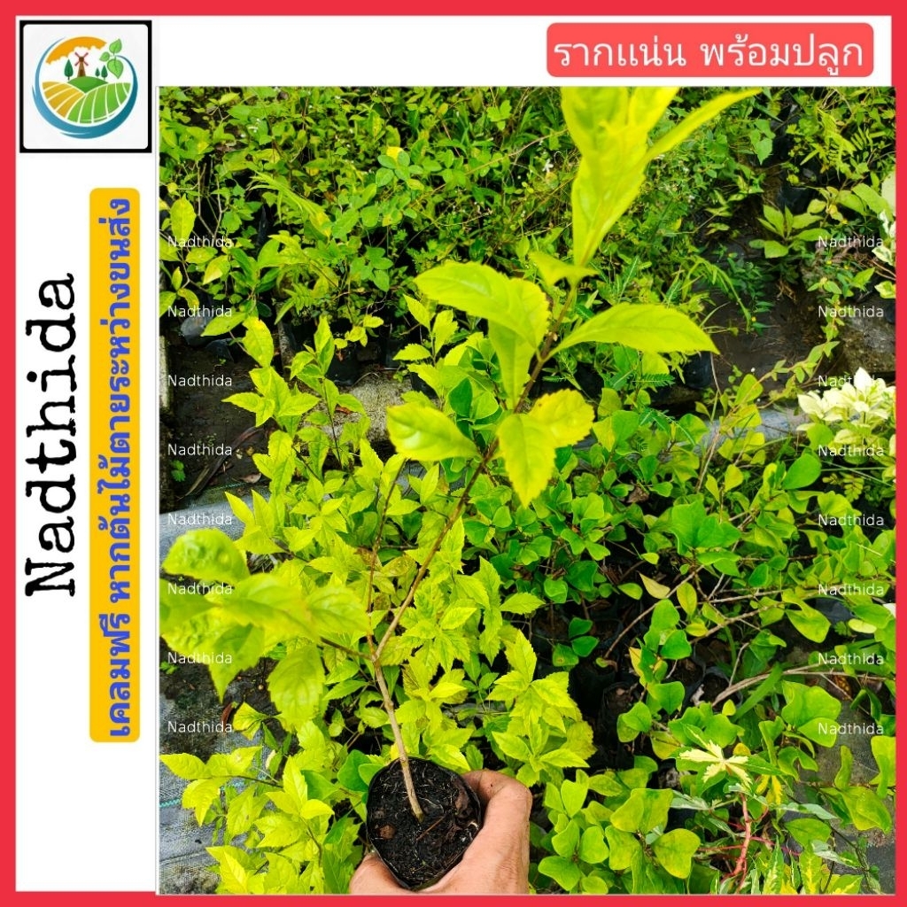 ต้นเทียนทองด่าง กล้าไม้พร้อมปลูก เทียนทอง Nadthida