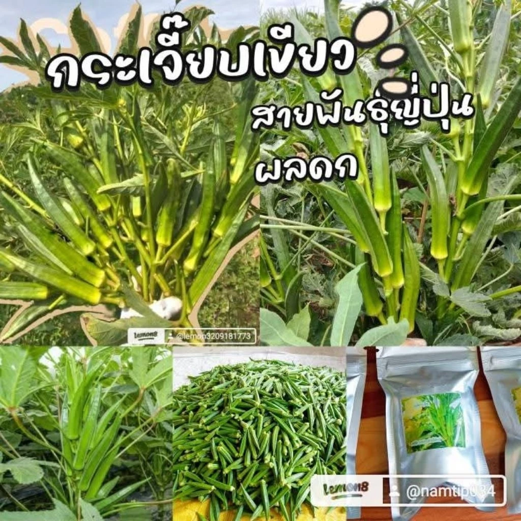 เมล็ดพันธุ์กระเจี๊ยบเขียวสายพันธุ์ญี่ปุ่น 200 เมล็ด 49 บาท