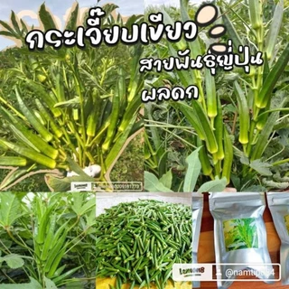 เมล็ดพันธุ์กระเจี๊ยบเขียวสายพันธุ์ญี่ปุ่น 200 เมล็ด 49 บาท