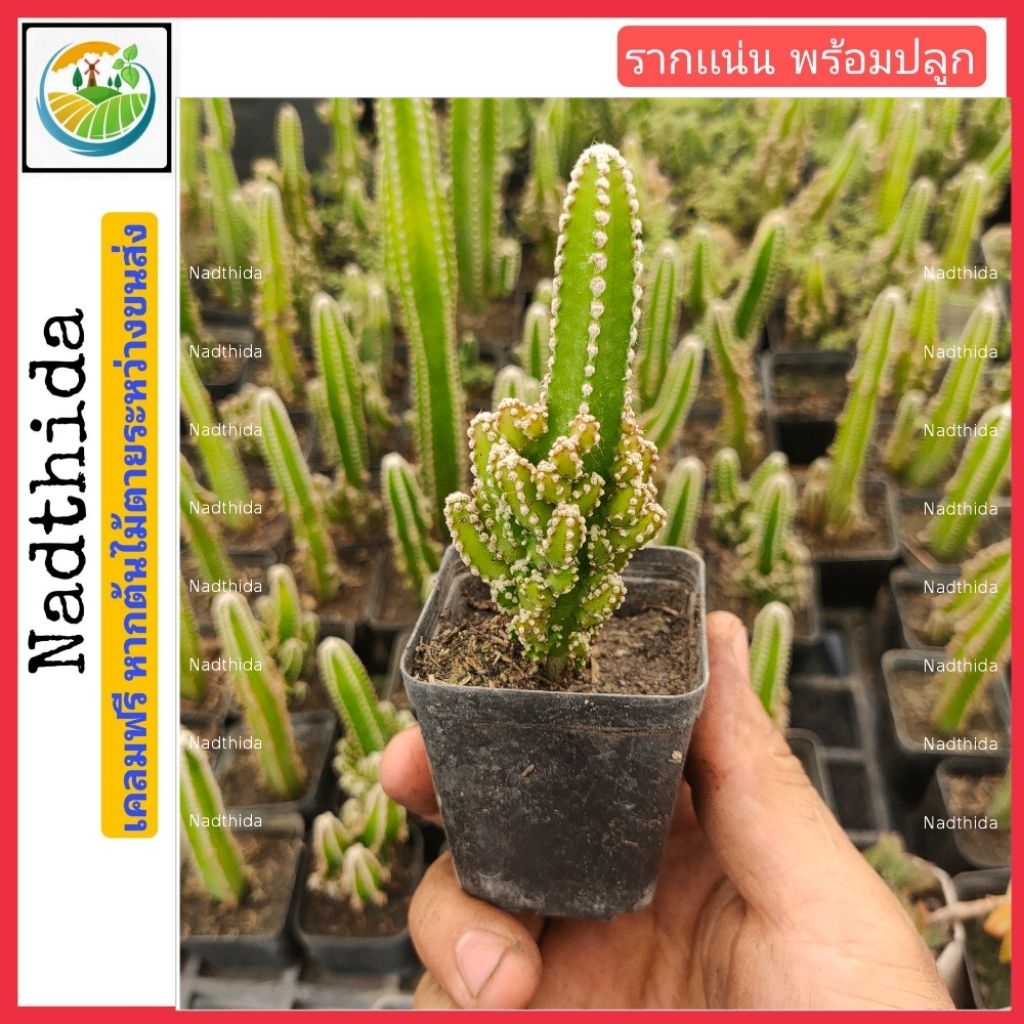 Nadthida ปราสาทนางฟ้า กระถาง2นิ้ว คอนโดนางฟ้า เเคคตัส กระบองเพชร Nadtida ต้นไม้ตายระหว่างขนส่ง เคลมฟรี
