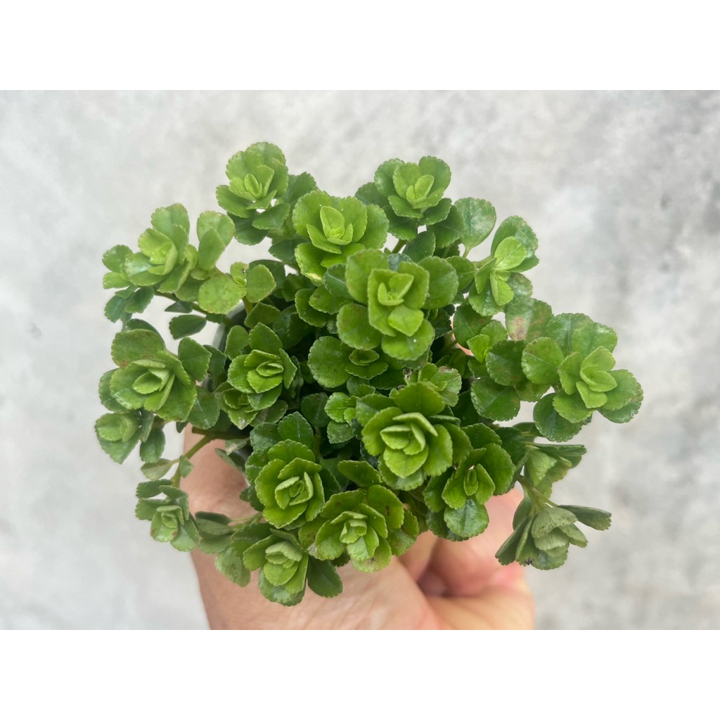 Pilea depressa (Sw.)Blume or Miniature peperomia ต้นเกล็ดปลาช่อน กุหลาบหิน ไม้อวบน้ำ ขนาด 2 นิ้ว
