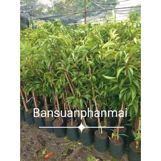 ต้นลิ้นจี่ พันธุ์จักรพรรดิ ต้นกิ่งตอน สูง 80-100 ซม.