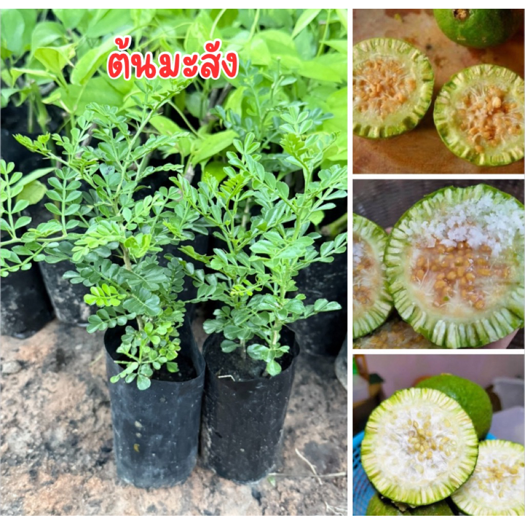 ต้นมะสัง 4ต้น80บาท นิยมทำบอนไซ ไม้ดัด กินผลได้พร้อมส่ง