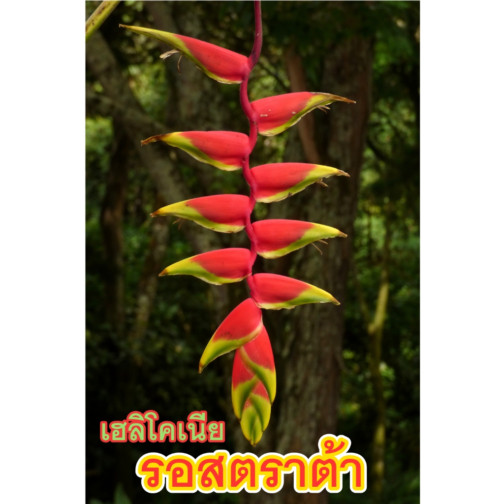 เหง้า เฮลิโคเนีย รอสตราต้า (Heliconia Rostrata)