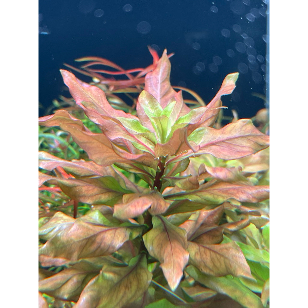 ต้นไม้น้ำ Ludwigia Polycarpa