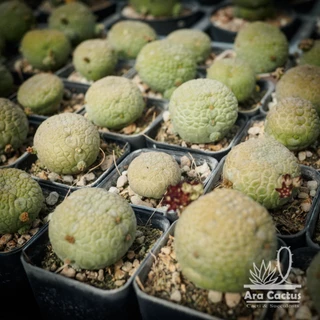 สวนขายเอง! คางคก Pseudolithos migiurtinus ไซส์กระถาง 2 นิ้ว แคคตัสคางคก กระบองเพชร ต้นไม้ประดับ อวบน้ำ แคนตัส สวย สวยๆ