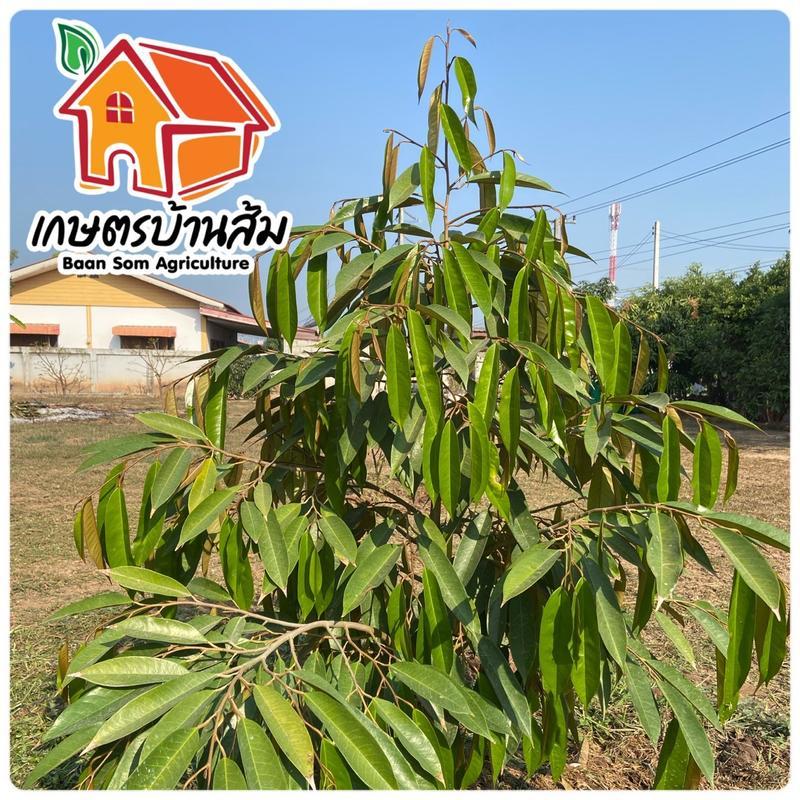 [โปร 2 ขวด ] ซิงค์พลัส สังกะสี 16% เร่งการแตกยอด แตกใบอ่อน แก้อาการใบเหลือง ต้นโทรม - รูปที่ 2