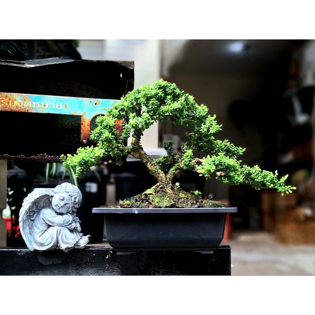 บอนไซต้นม่วงเจริญแคระ (หลินซาน) ไม้ทรงพุ่มสวย ดอกสีม่วงน่ารัก และอย่างอื่น