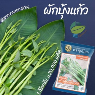 เมล็ดผักบุ้งแก้ว  ผักบุ้งแก้ว 20,000 เมล็ด (1 kg) ต้นอ่อนผัก…