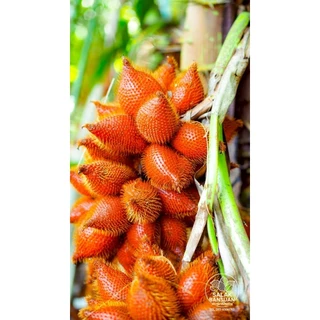 สละสุมาลี_1kg_หวาน-หอม-อร่อย-สละไม่เต็มช่อ-สละช่อเล็ก ขั้นต่ำ 2kg
