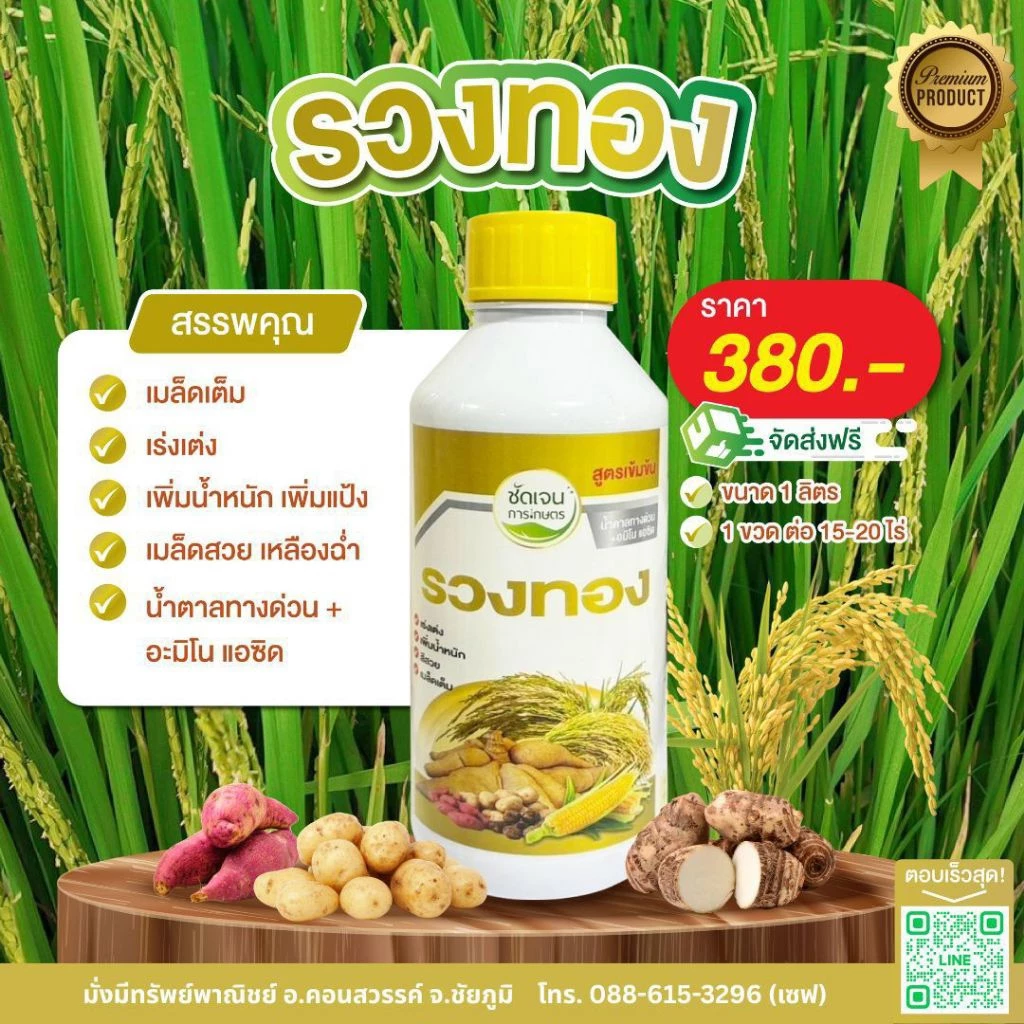 รวงทอง 1L.น้ำตาลทางด่วน+อะมิโน รวงแน่นรวงเต่งเมล็ดเต็ม เพิ่มน้ำหนัก ช่วยผสมเกสร เมล็ดสวย เหลืองฉ่ำ 1 ขวดใช้ได้ 15-20 ไร่