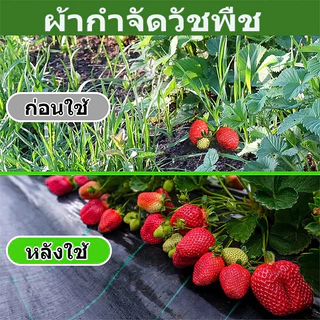 Daily Gold ผ้าคลุมหญ้า ผ้าคลุมดิน(เกรด A) พลาสติกคลุมวัชพืช พราสติกคลุมดิน ผ้าคลุมวัชพืช คลุมวัชพืช น้ำซึมผ่านได้ 50 เมต